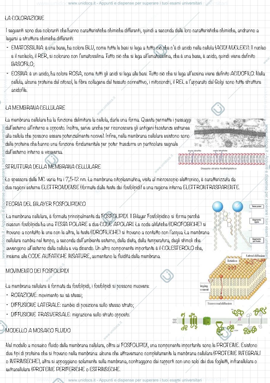 Anteprima pagina 2 — Dispensa di istologia