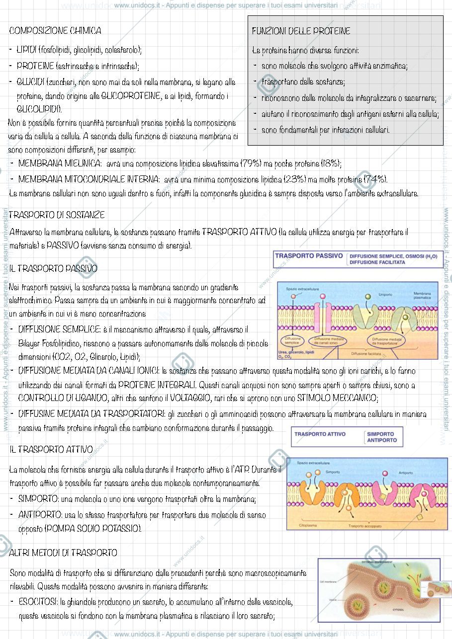 Anteprima pagina 3 — Dispensa di istologia