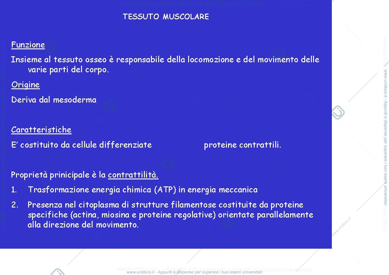 Anteprima pagina 1 — tessuto muscolare
