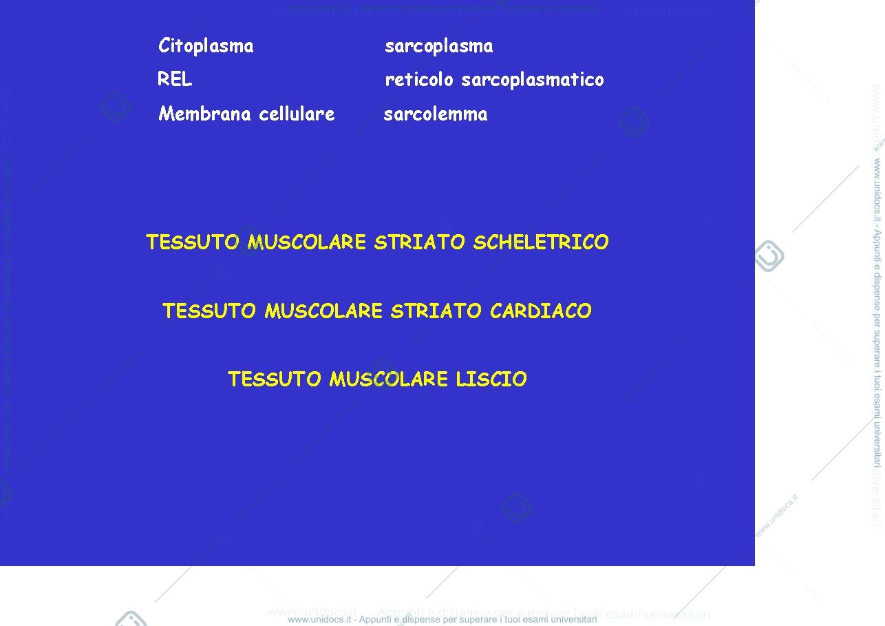 Anteprima pagina 2 — tessuto muscolare