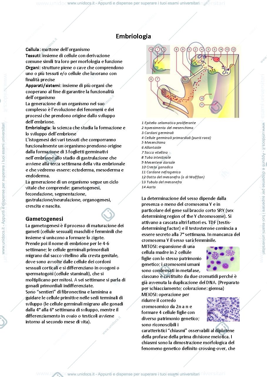 Anteprima pagina 1 — istologia e embriologia