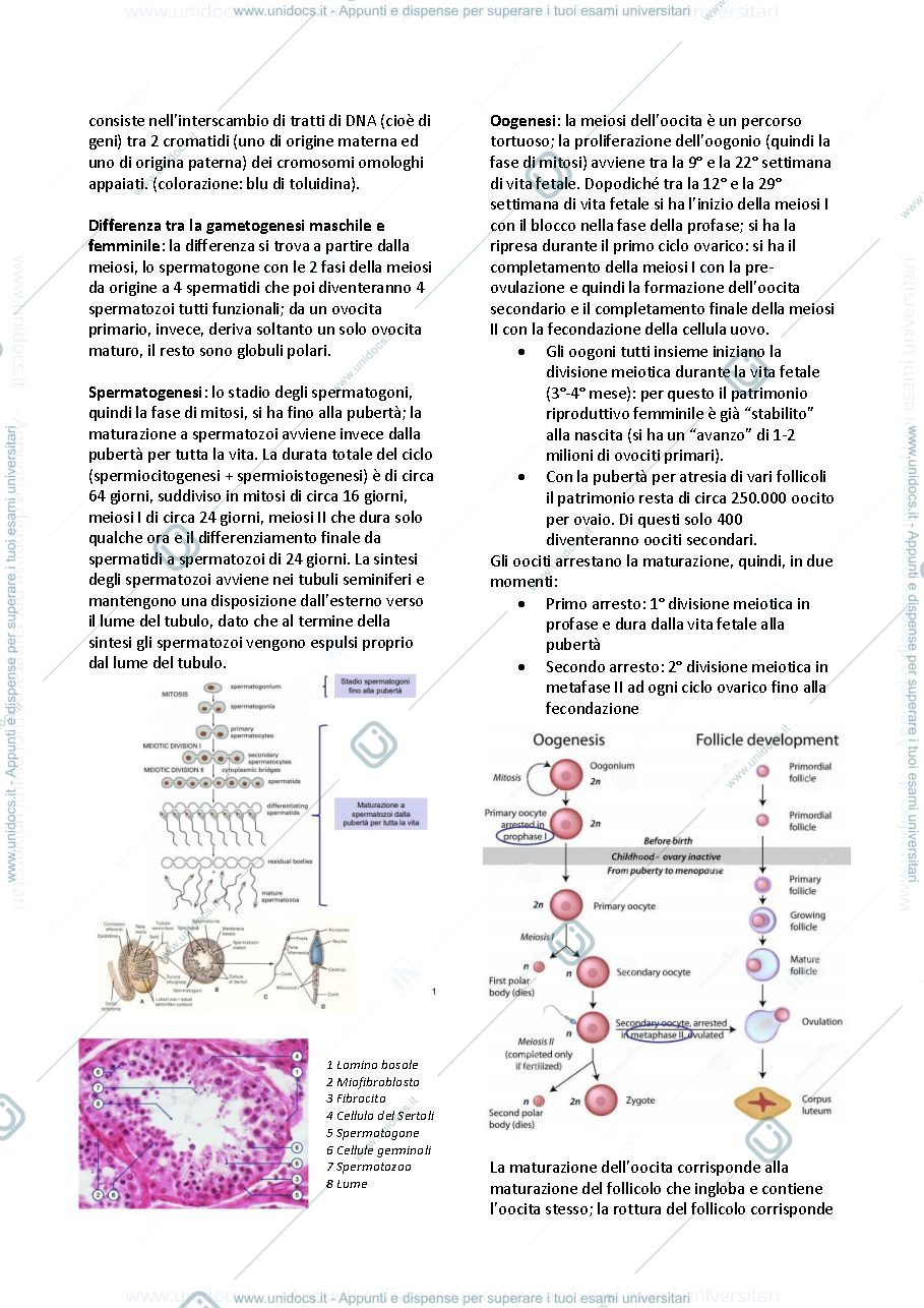 Anteprima pagina 2 — istologia e embriologia