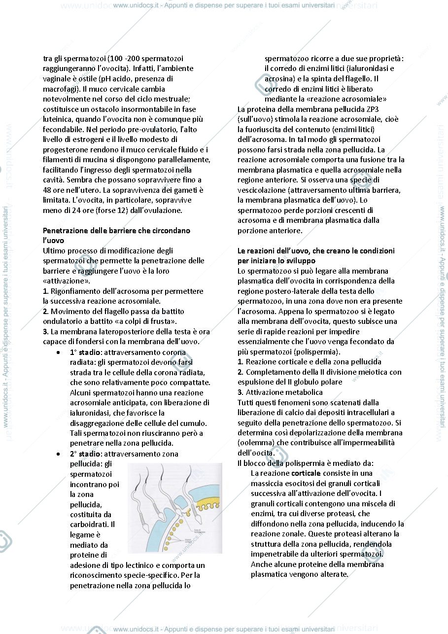 Anteprima pagina 4 — istologia e embriologia