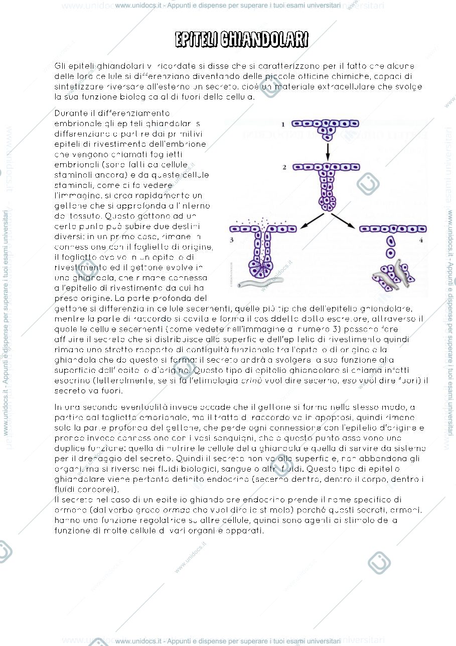 Anteprima pagina 1 — Epiteli ghiandolari