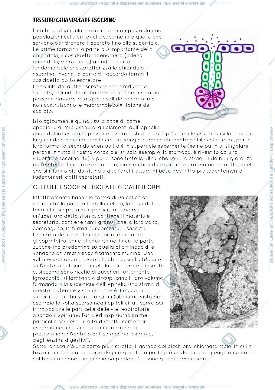 Anteprima pagina 2 — Epiteli ghiandolari