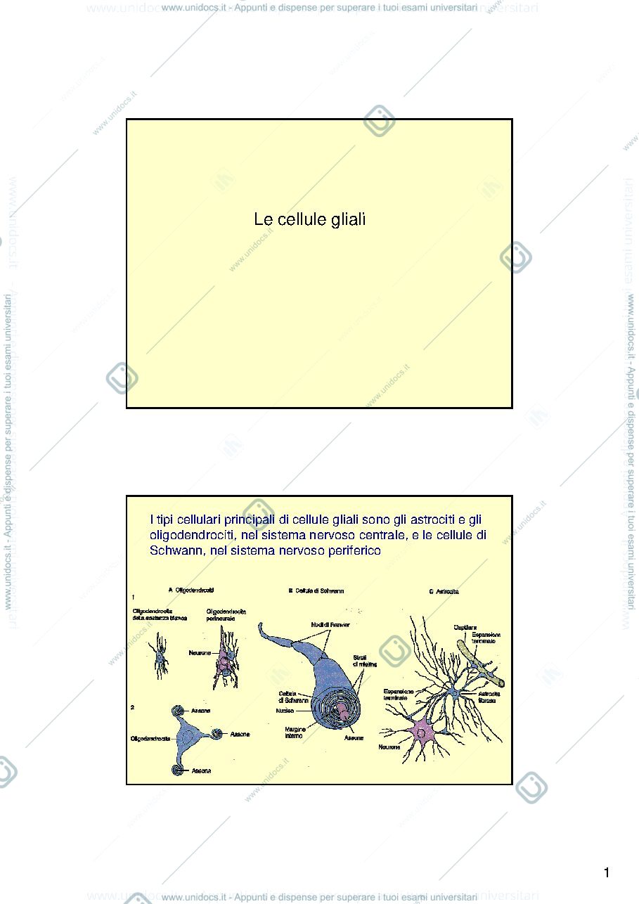 Anteprima pagina 1 — Le cellule gliali