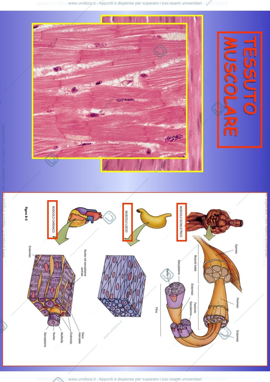 Anteprima pagina 2 — Istologia
