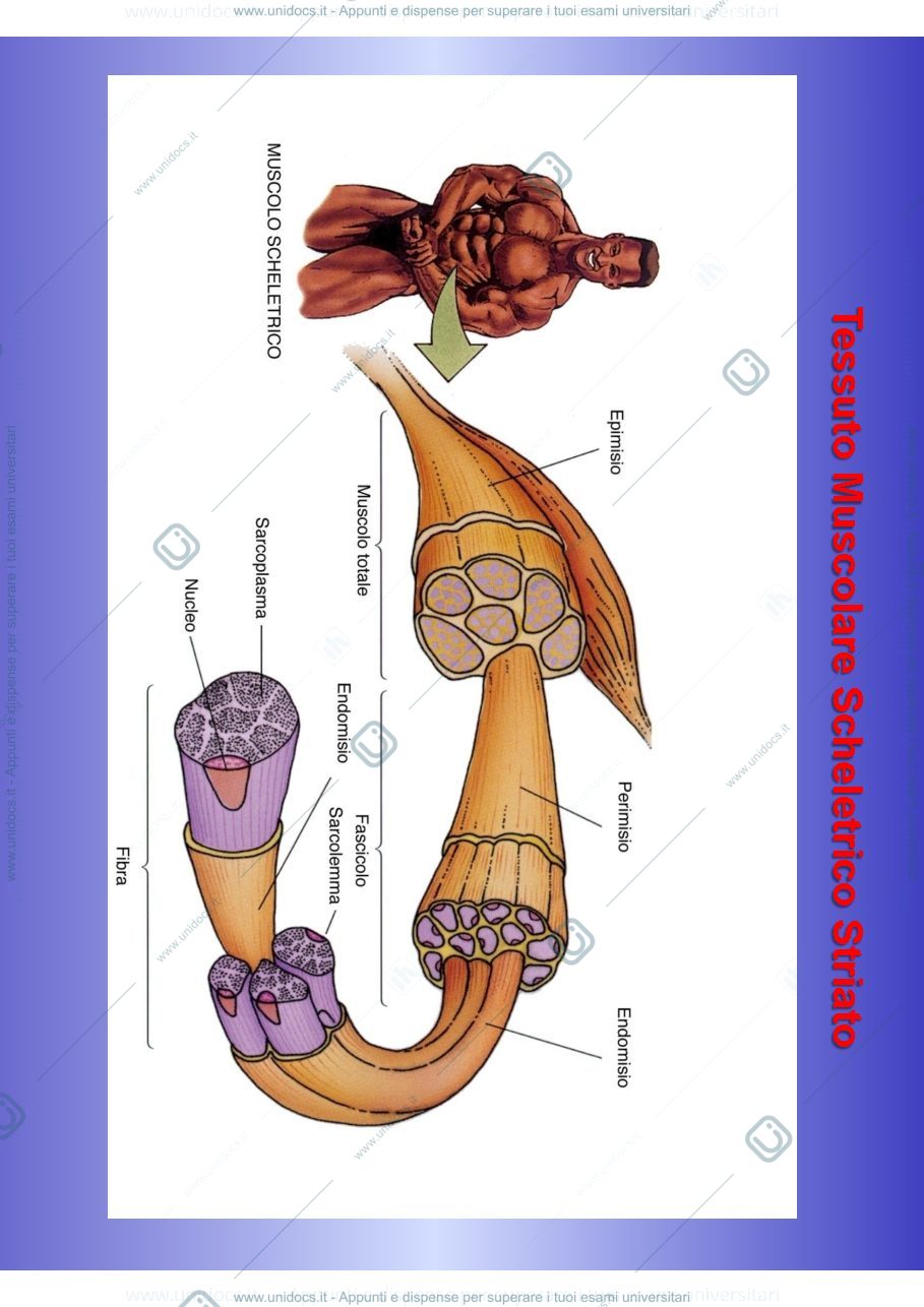Anteprima pagina 3 — Istologia