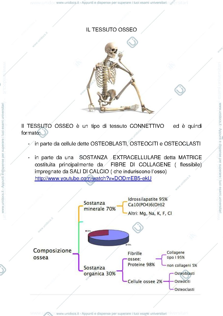 Anteprima pagina 1 — tessuto osseo-adiposo-nervoso