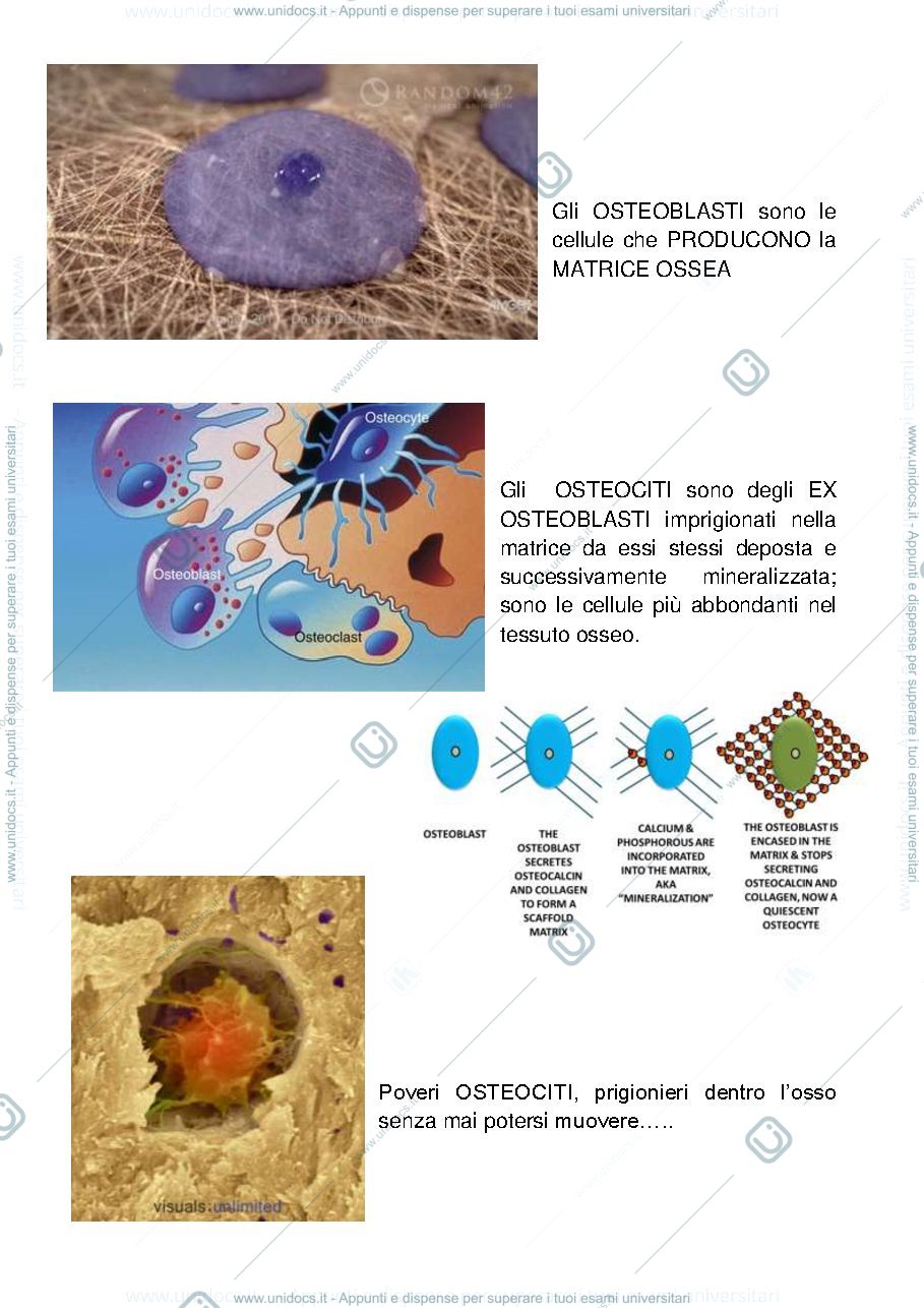 Anteprima pagina 2 — tessuto osseo-adiposo-nervoso