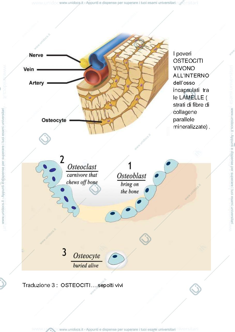 Anteprima pagina 3 — tessuto osseo-adiposo-nervoso