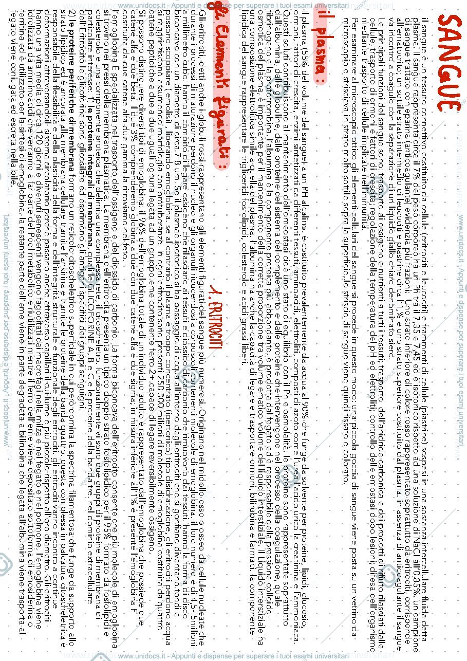 Anteprima pagina 1 — Istologia il sangue  e cartilagine