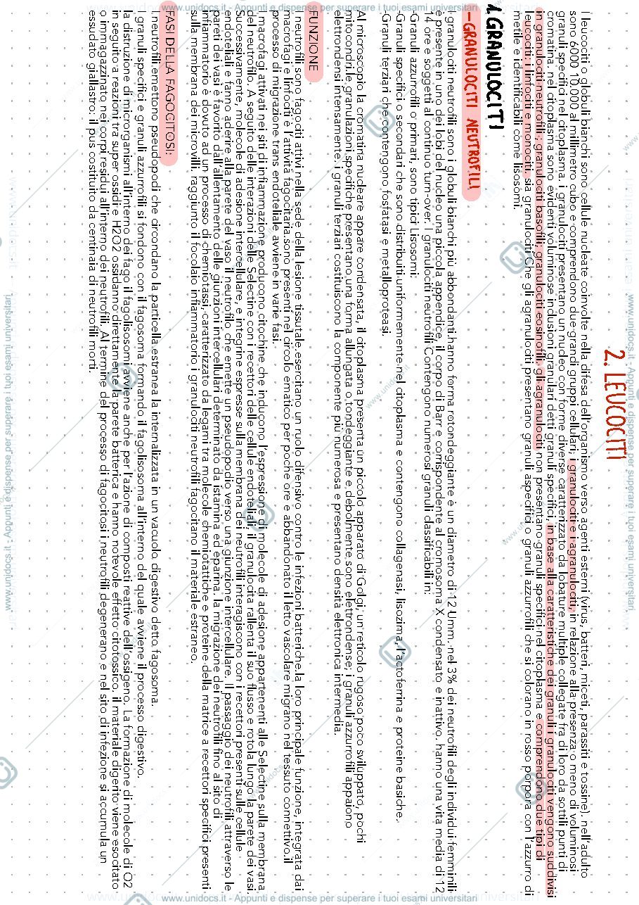 Anteprima pagina 2 — Istologia il sangue  e cartilagine