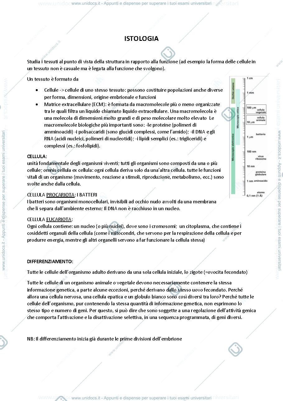 Anteprima pagina 1 — Istologia 