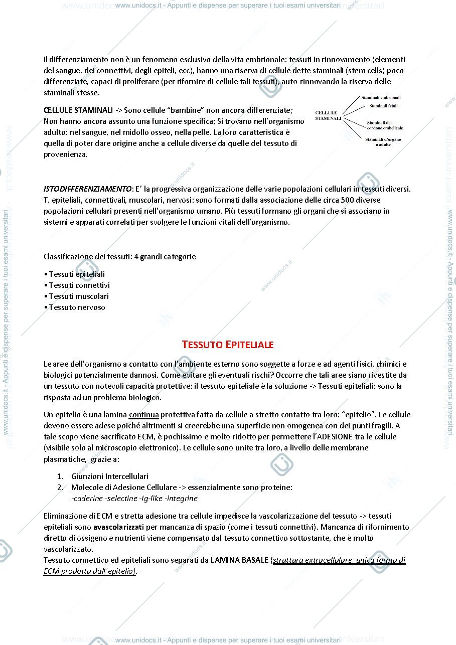 Anteprima pagina 2 — Istologia 