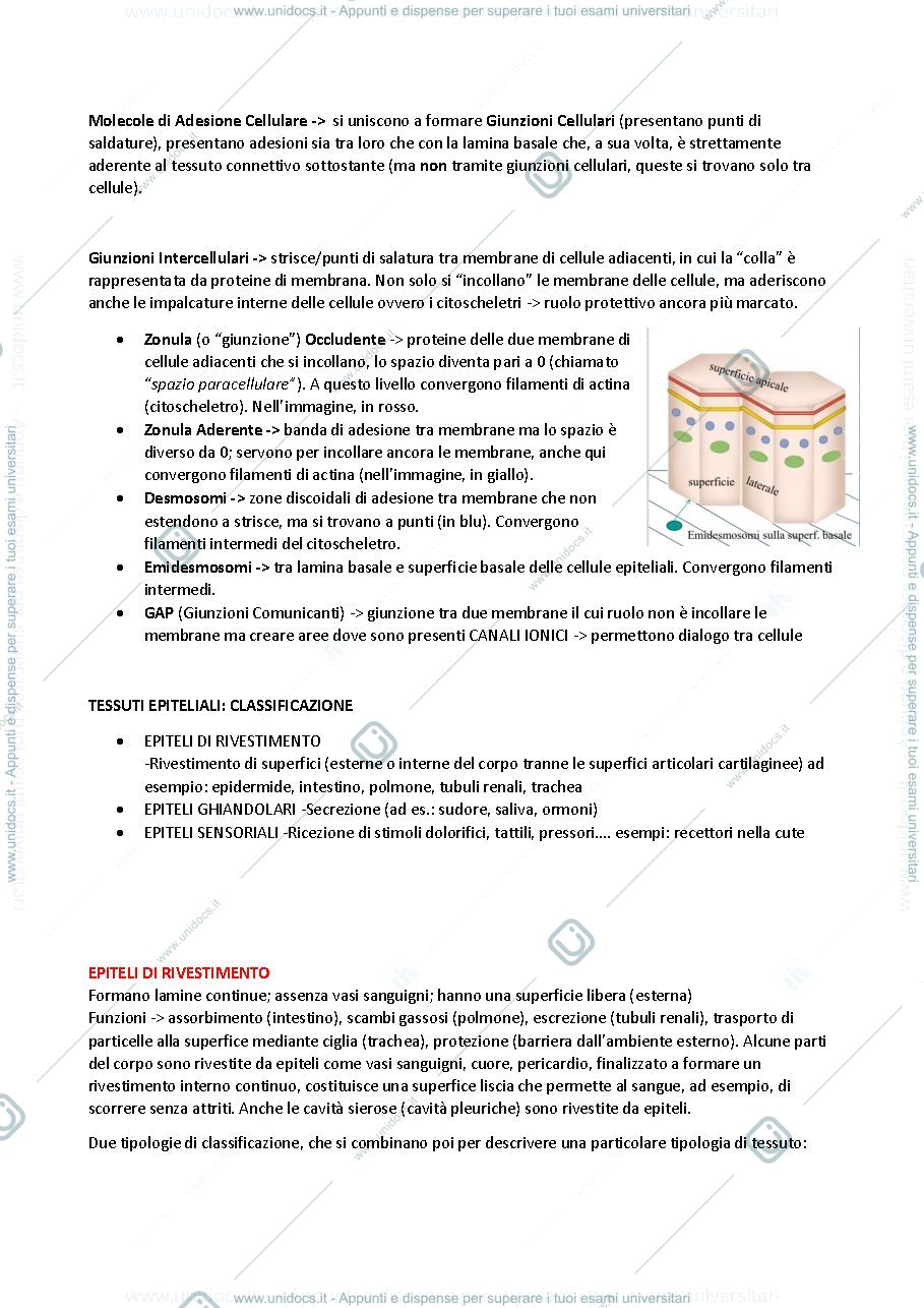 Anteprima pagina 3 — Istologia 