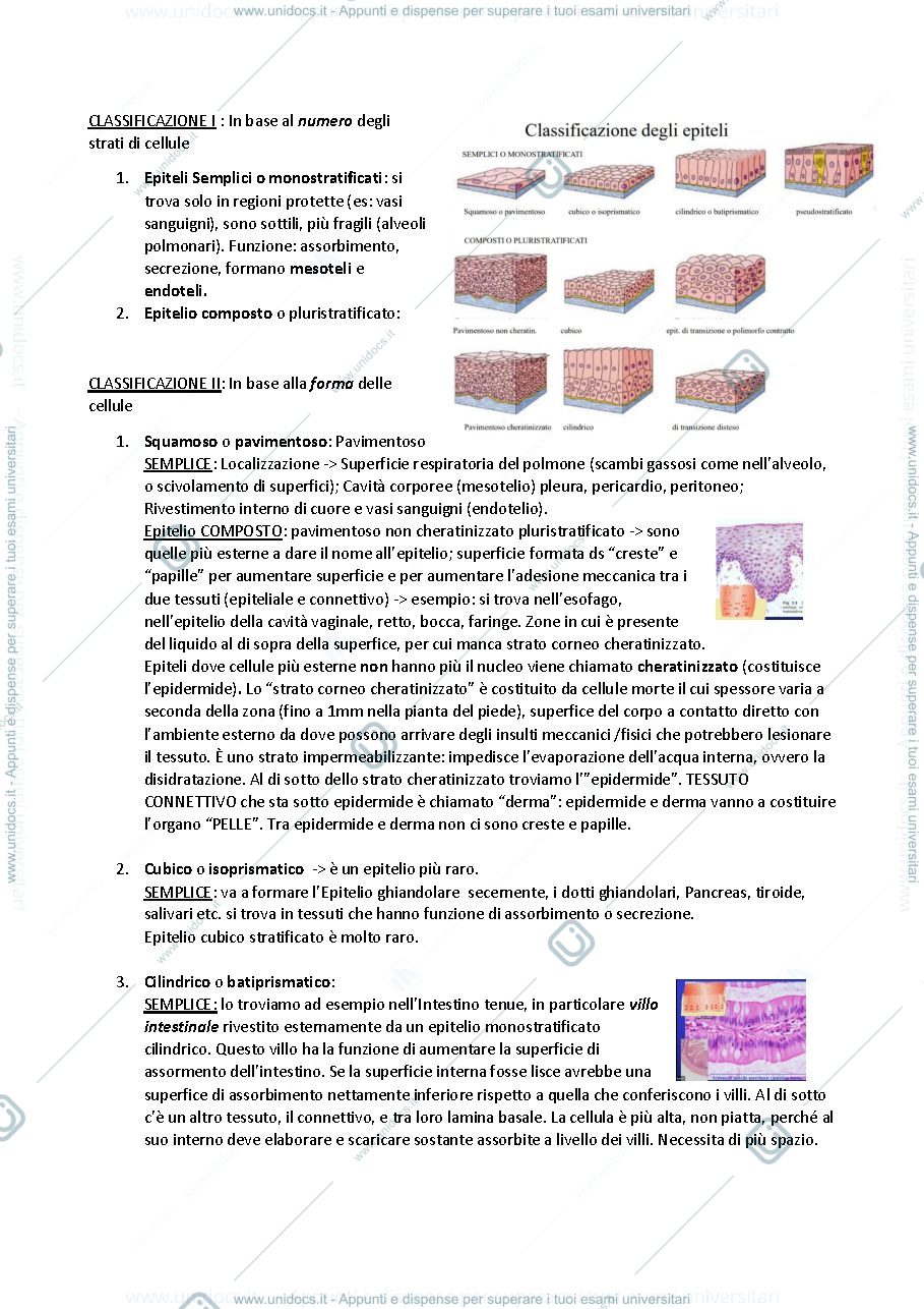 Anteprima pagina 4 — Istologia 