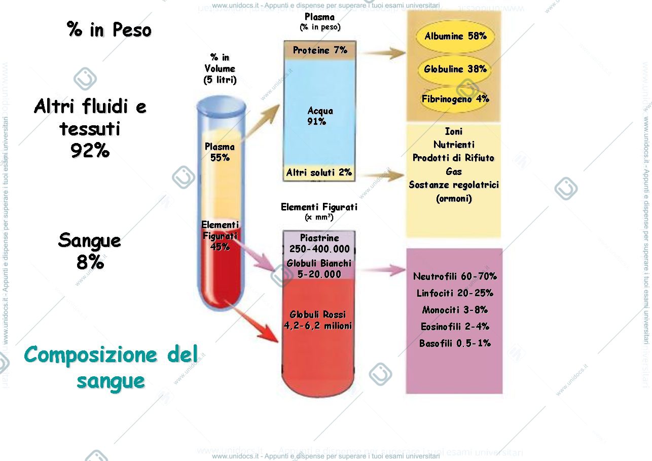 Anteprima pagina 3 — Sangue