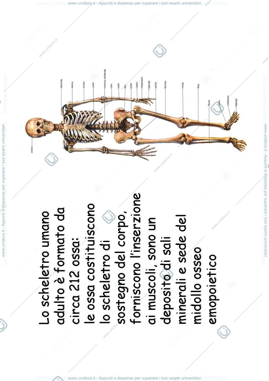 Anteprima pagina 3 — tessuto osseo