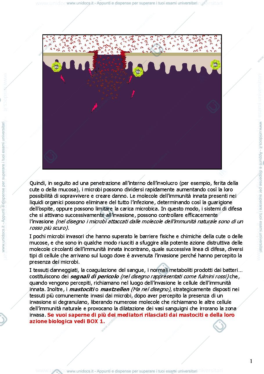 Anteprima pagina 1 — cellule dell'immunità innata