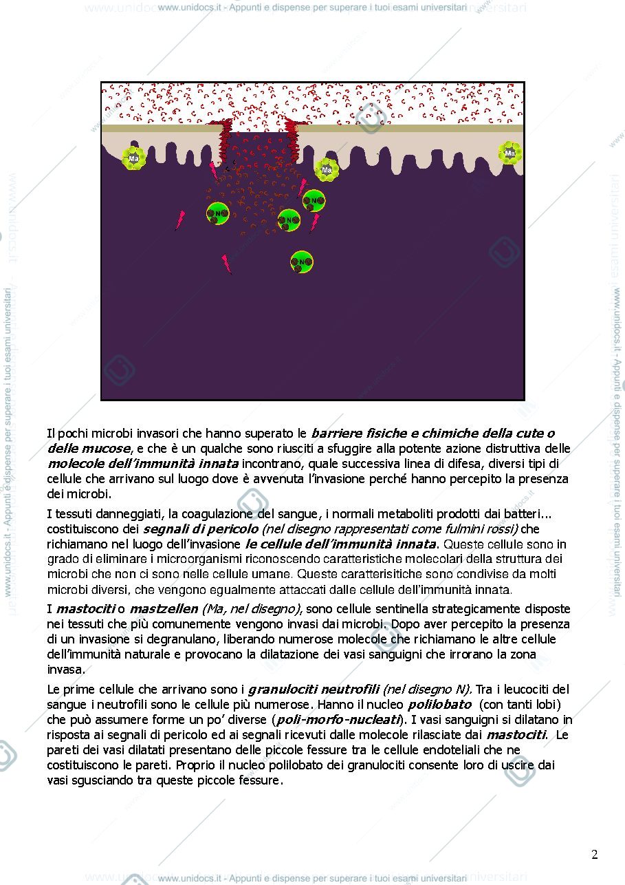 Anteprima pagina 2 — cellule dell'immunità innata
