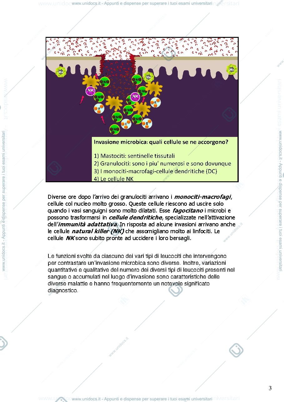 Anteprima pagina 3 — cellule dell'immunità innata