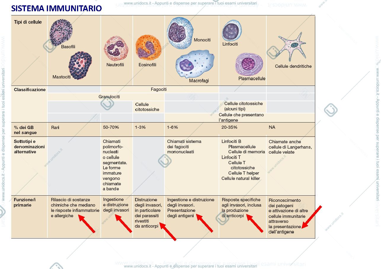 Anteprima pagina 3 —  Il sistema immunitario