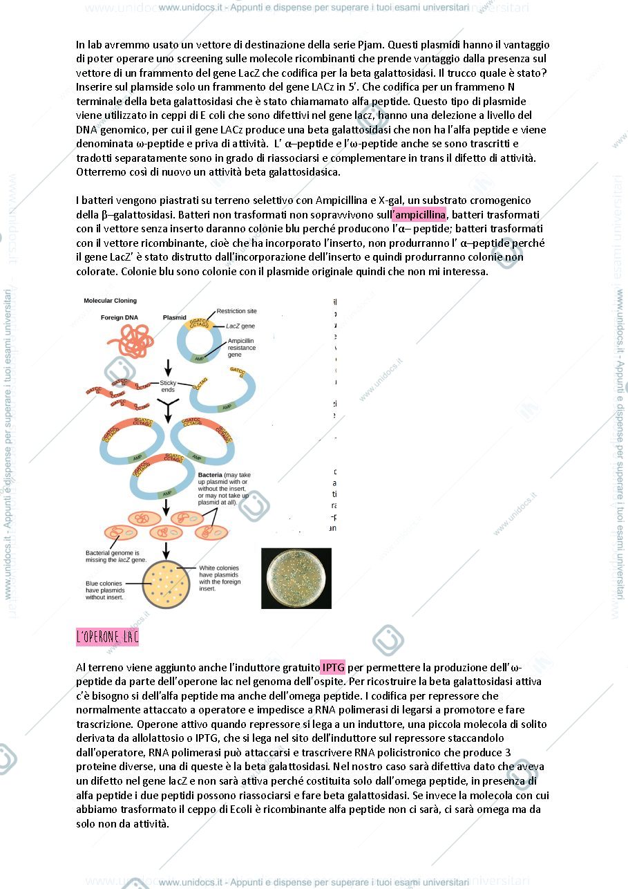 Anteprima pagina 3 — Appunti lezioni Laboratorio tecnologie abilitanti biomolecolari