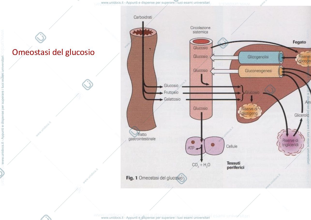 Anteprima pagina 2 — Diabete_e_ipoglicemia