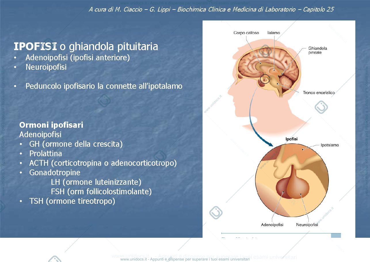 Anteprima pagina 3 — Endocrinologia