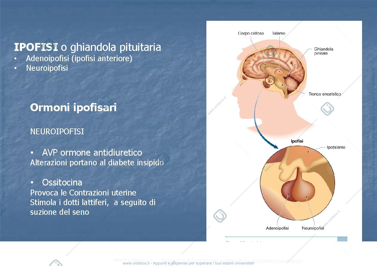 Anteprima pagina 4 — Endocrinologia