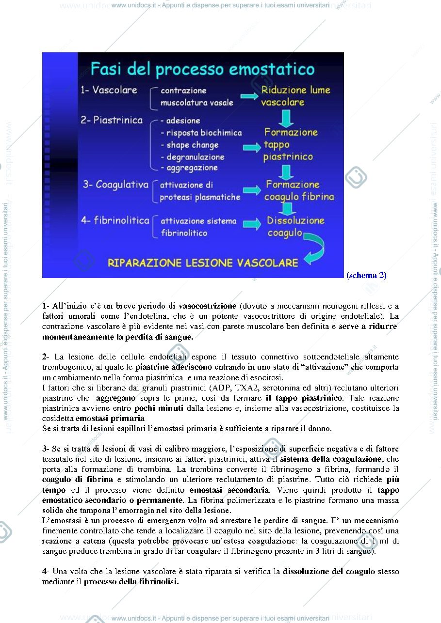 Anteprima pagina 2 — IL-PROCESSO-EMOSTATICO