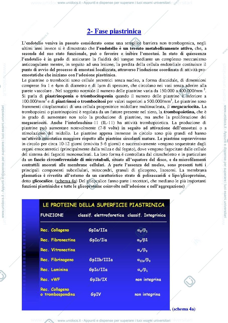 Anteprima pagina 4 — IL-PROCESSO-EMOSTATICO