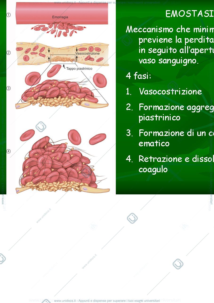 Anteprima pagina 3 — coagulazione