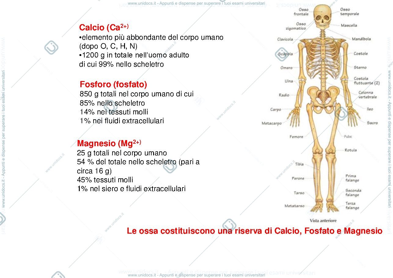 Anteprima pagina 2 — calcio_fosfato_e_magnesio_marcatori_delle_malattie_ossee