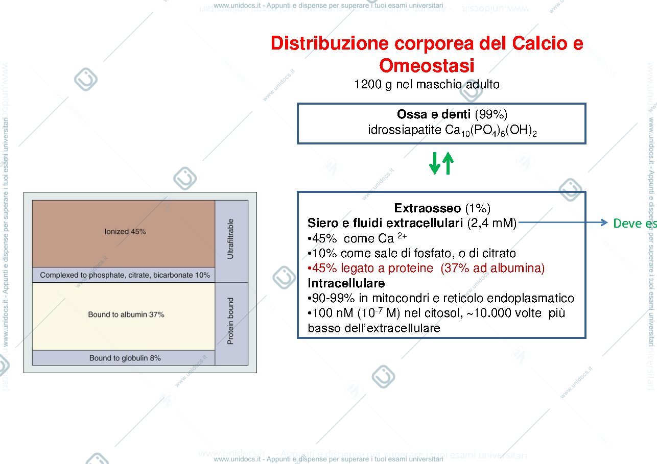 Anteprima pagina 3 — calcio_fosfato_e_magnesio_marcatori_delle_malattie_ossee