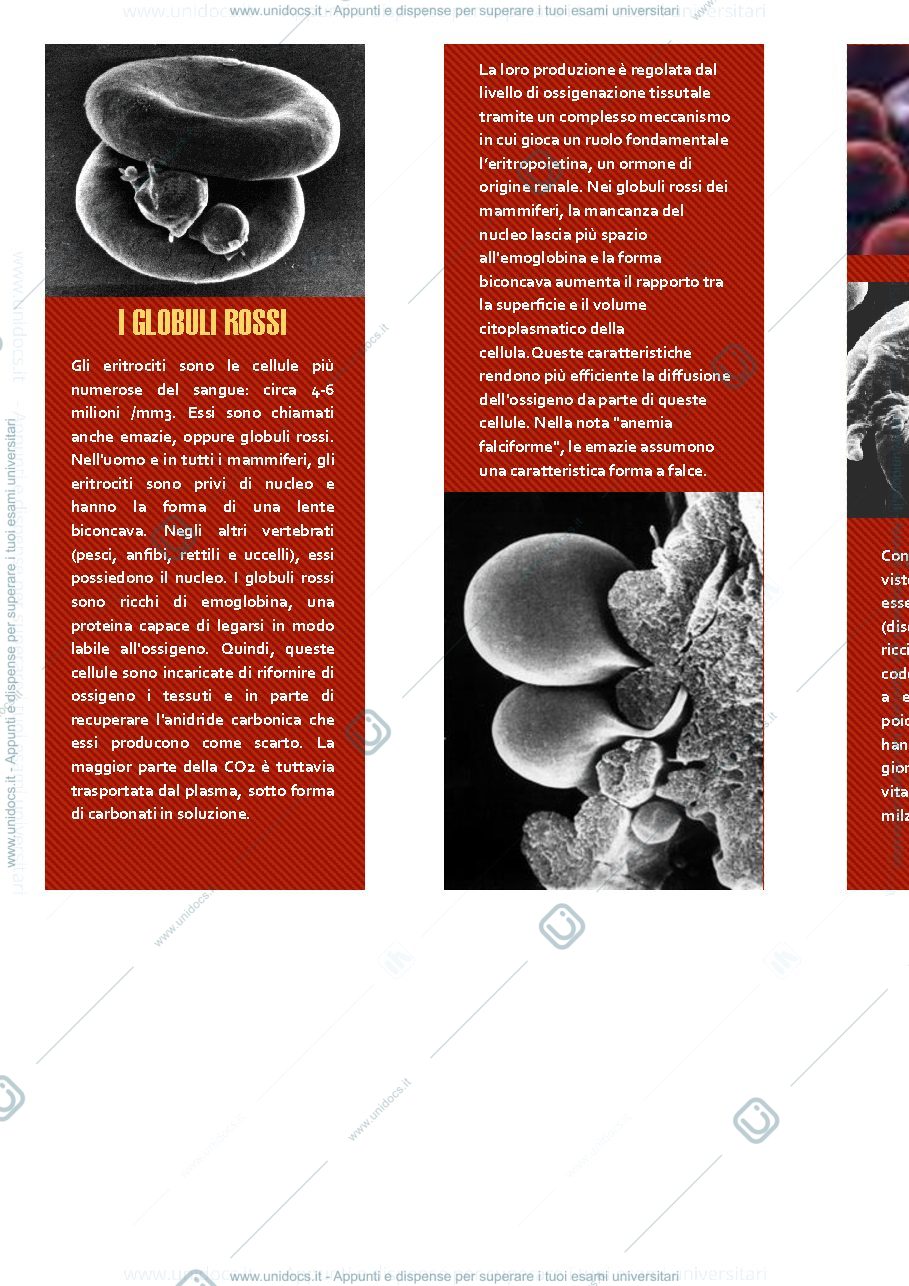 Anteprima pagina 1 —  Globuli rossi