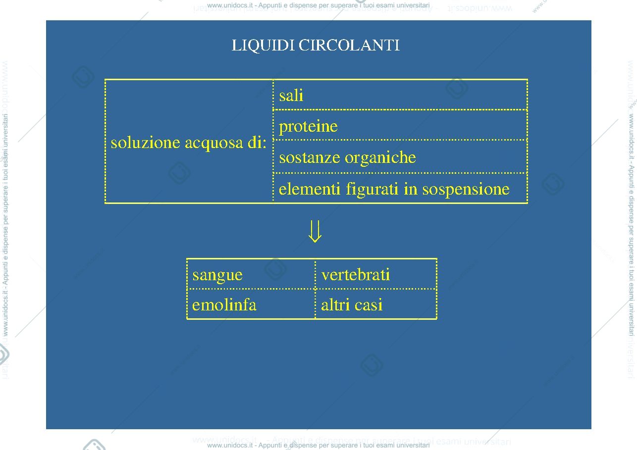 Anteprima pagina 2 — Il globulo rosso