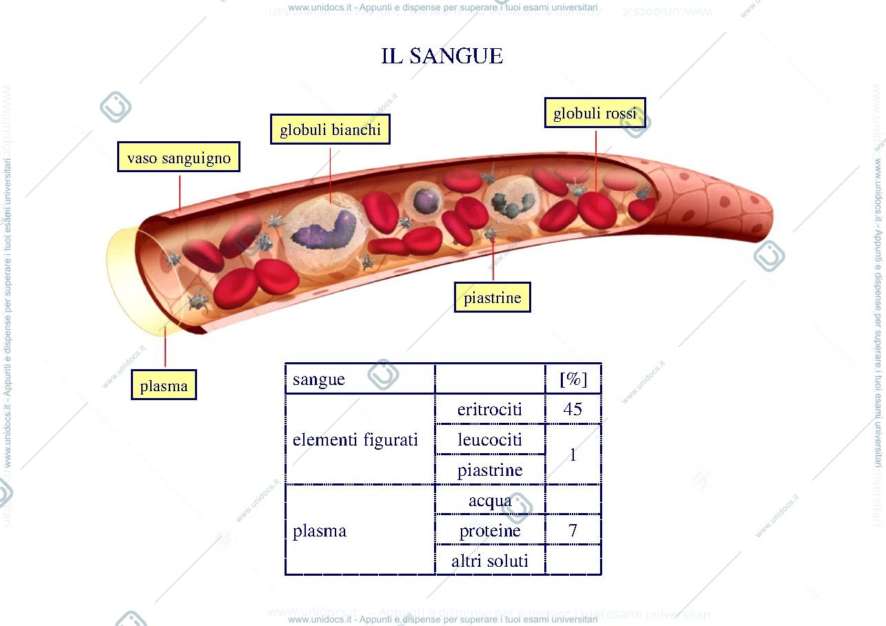 Anteprima pagina 3 — Il globulo rosso