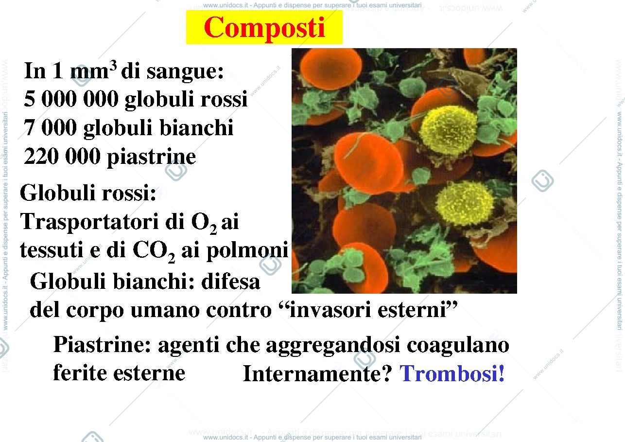Anteprima pagina 3 — 12_Composizione_sangue