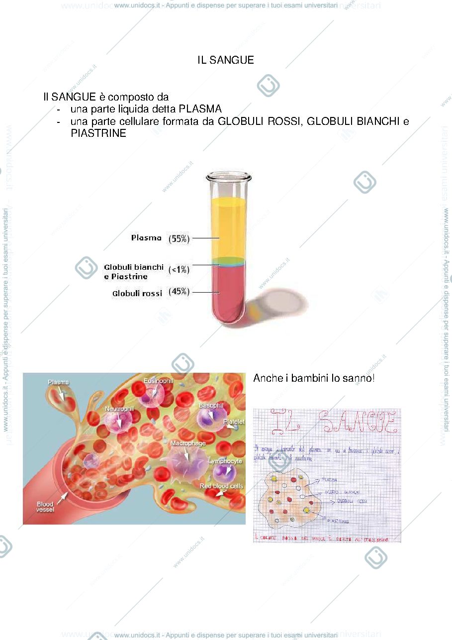 Anteprima pagina 1 — Il_Sangue