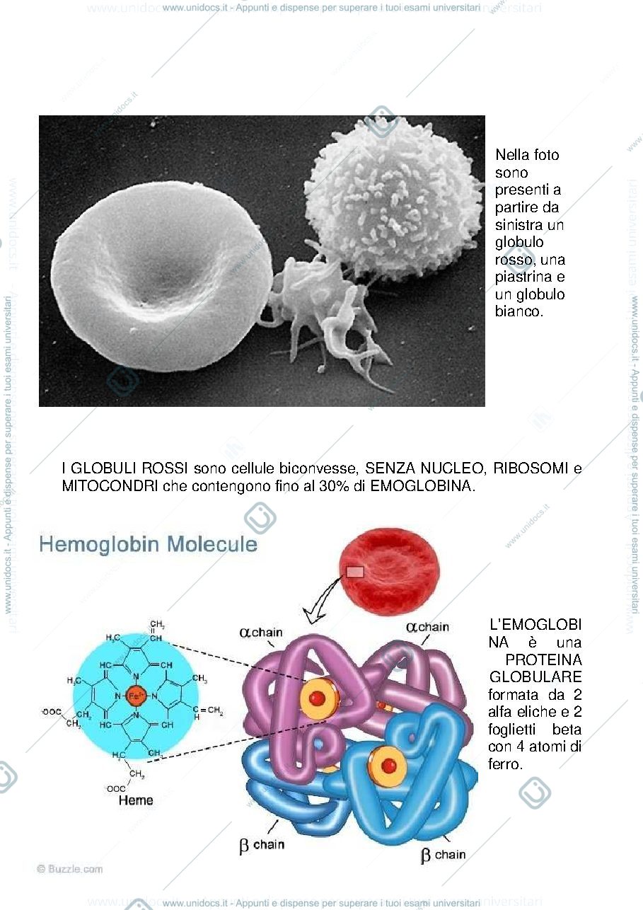 Anteprima pagina 3 — Il_Sangue