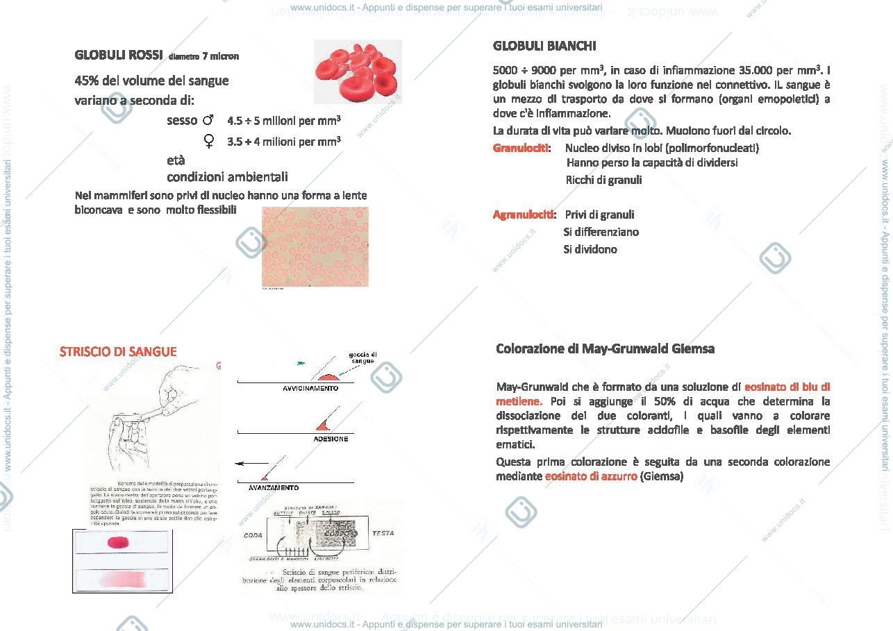 Anteprima pagina 2 — FormulaLeucocitaria