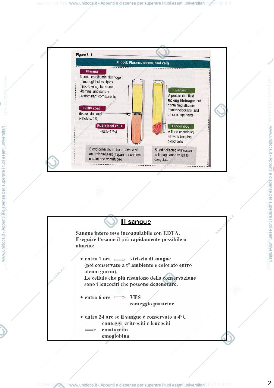 Anteprima pagina 2 — lezione-emocromo