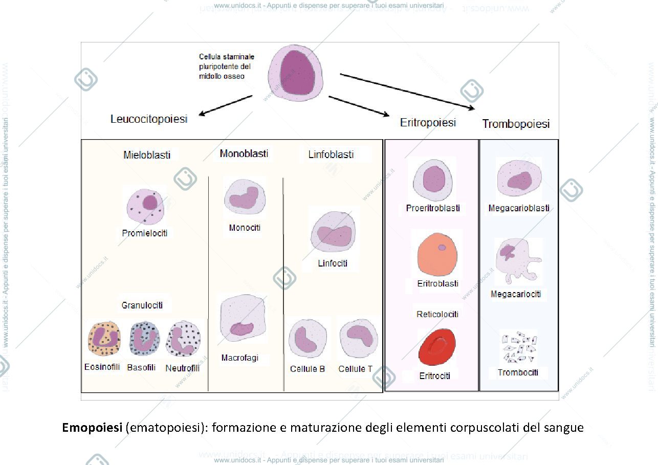 Anteprima pagina 2 — 8. malattie del sangue