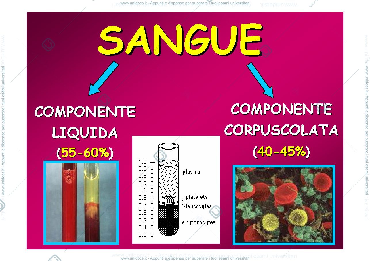 Anteprima pagina 2 — Fisiopatologia_del_SANGUE_-_Eritrociti