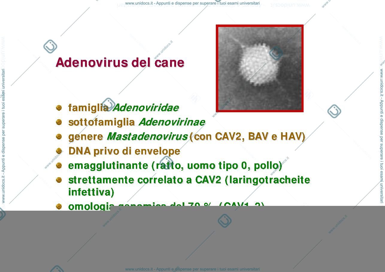 Anteprima pagina 3 — Corso di Malattie Infettive II