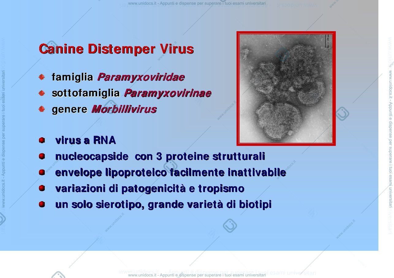 Anteprima pagina 3 — Corso di Malattie Infettive II