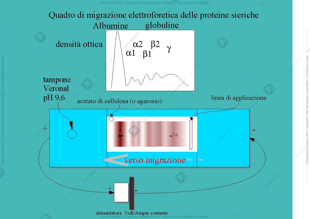 Anteprima pagina 3 — Anticorpi