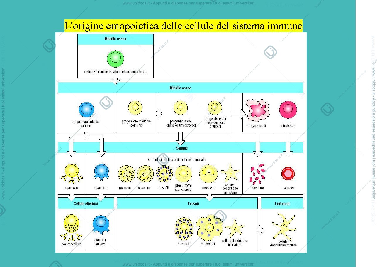 Anteprima pagina 3 — cellule e immunità